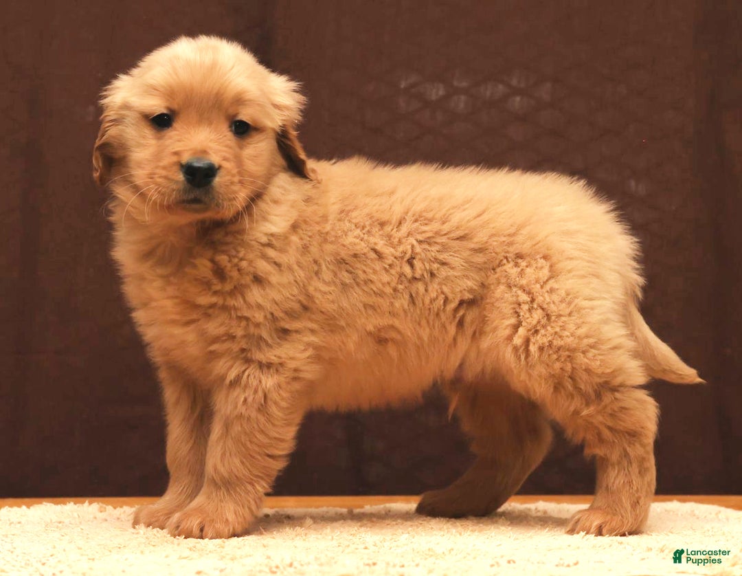 Golden Retriever dogs for sale: Lee - Ad 7