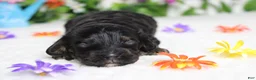 Cockapoo dogs for sale: Ripple  - Ad 5