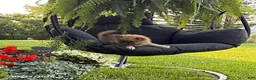 Pomeranian dogs for sale: Jasper - Ad 4