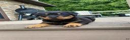 Rottweiler dogs for sale: Otto - Ad 5