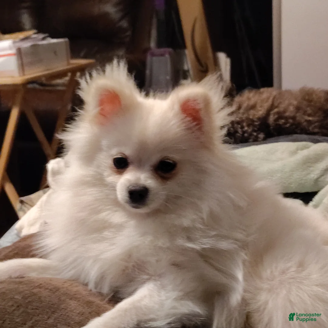 Pomeranian dogs for sale: Cecilia - Ad 9