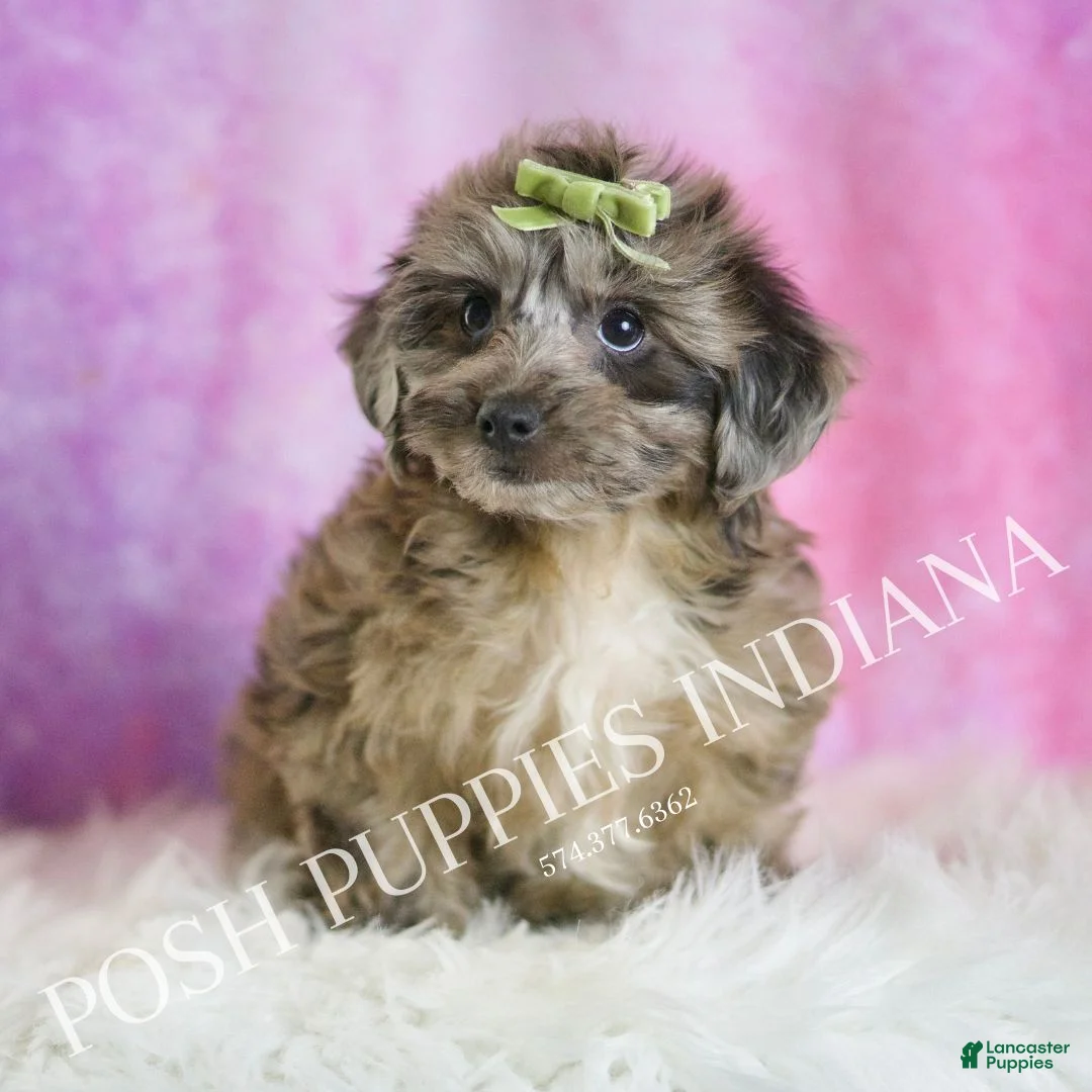 Yorkiepoo dogs for sale: Peanut - Ad 3
