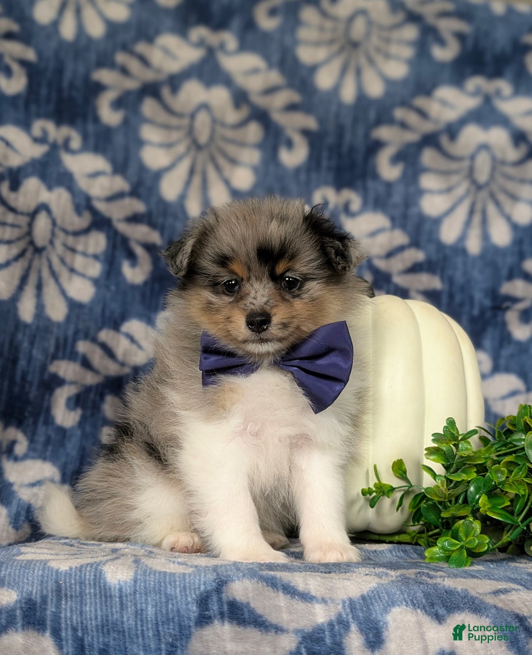 Pomeranian dogs for sale: Pheobe - Ad 7