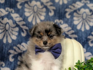 Pomeranian dogs Sanborn - Ad 41