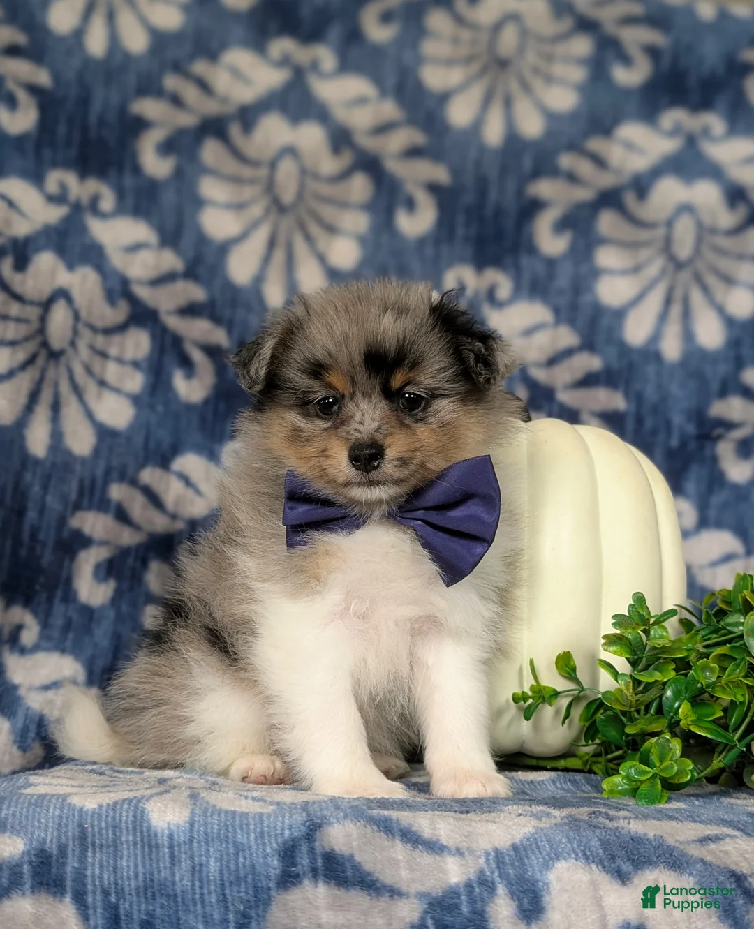 Pomeranian dogs for sale: Pheobe - Ad 7