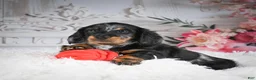 Miniature Dachshund dogs for sale: AKC-Darla - Ad 14