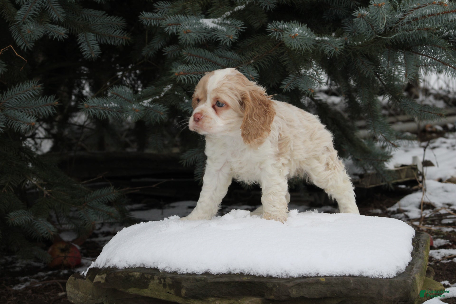 English Cocker Spaniel dogs Bambi - Ad 19
