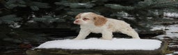 English Cocker Spaniel dogs for sale: Bambi - Ad 1