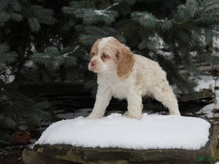 English Cocker Spaniel dogs Bambi - Ad 25