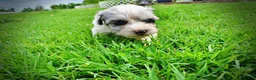 Havapoo dogs for sale: Sugar - Ad 8