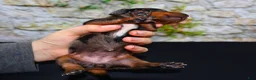 Miniature Dachshund dogs for sale: Miniature Dachshund Puppy 3 - Ad 10