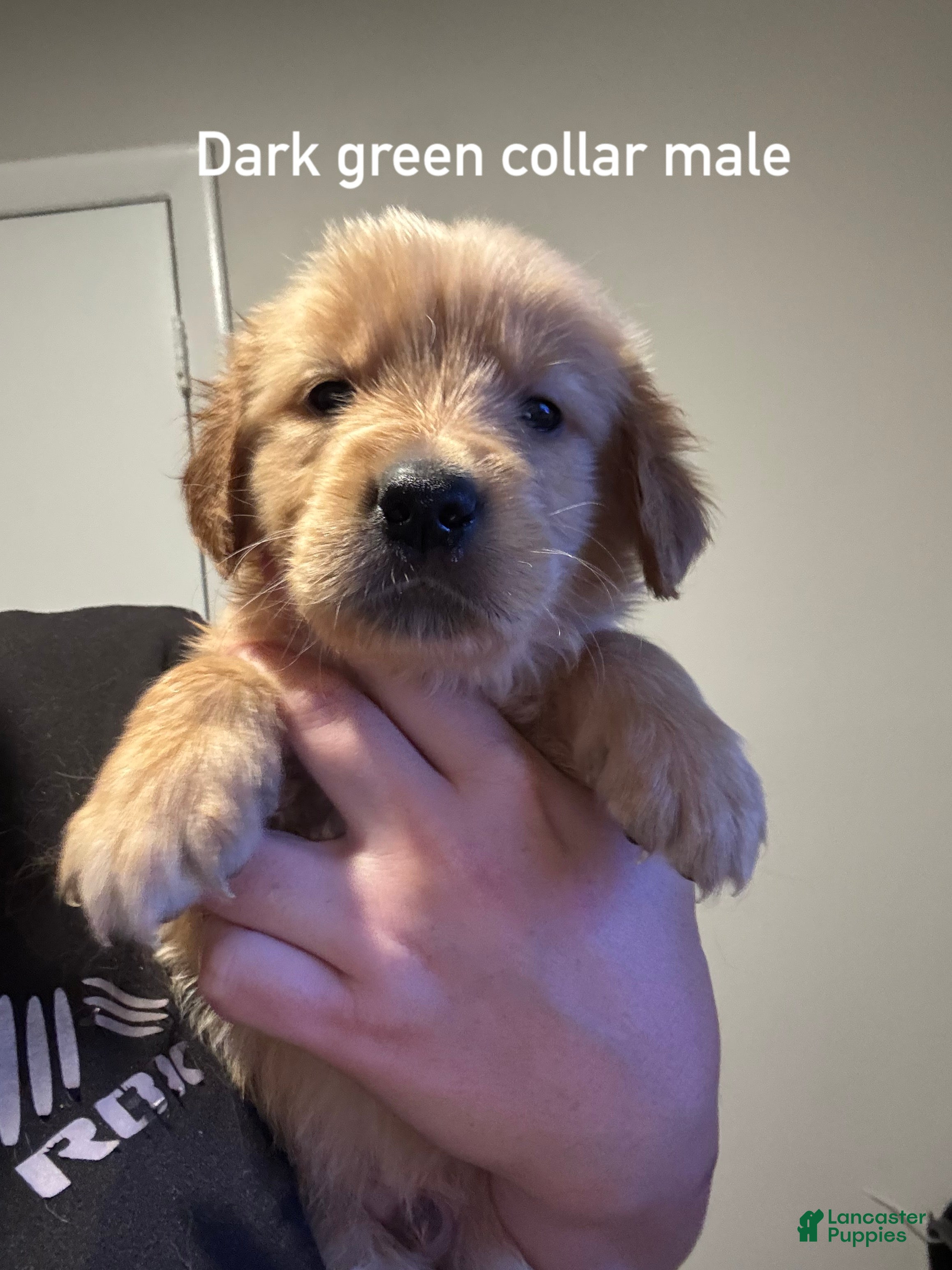 Golden Retriever dogs Dark green collar Golden Retriever  - Ad 30