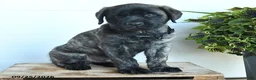 English Mastiff dogs for sale: Gilbert - Ad 4