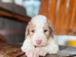 Aussiedoodle dogs Aussiedoodle 1 - Ad 32