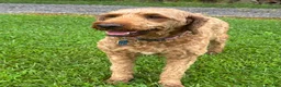 Irish Doodle dogs for sale: Maggie - Ad 9
