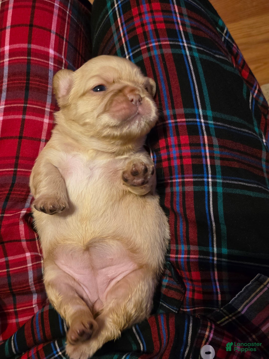 French Bulldog dogs for sale: Female 1 - Ad 3