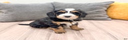 Mini Bernedoodle dogs for sale: Skye - Ad 7