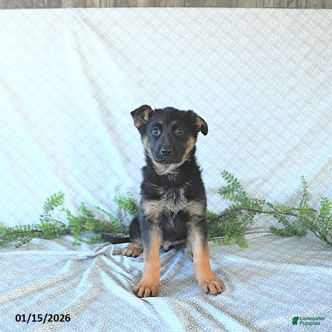 German Shepherd dogs for sale: Bella    - Ad 3