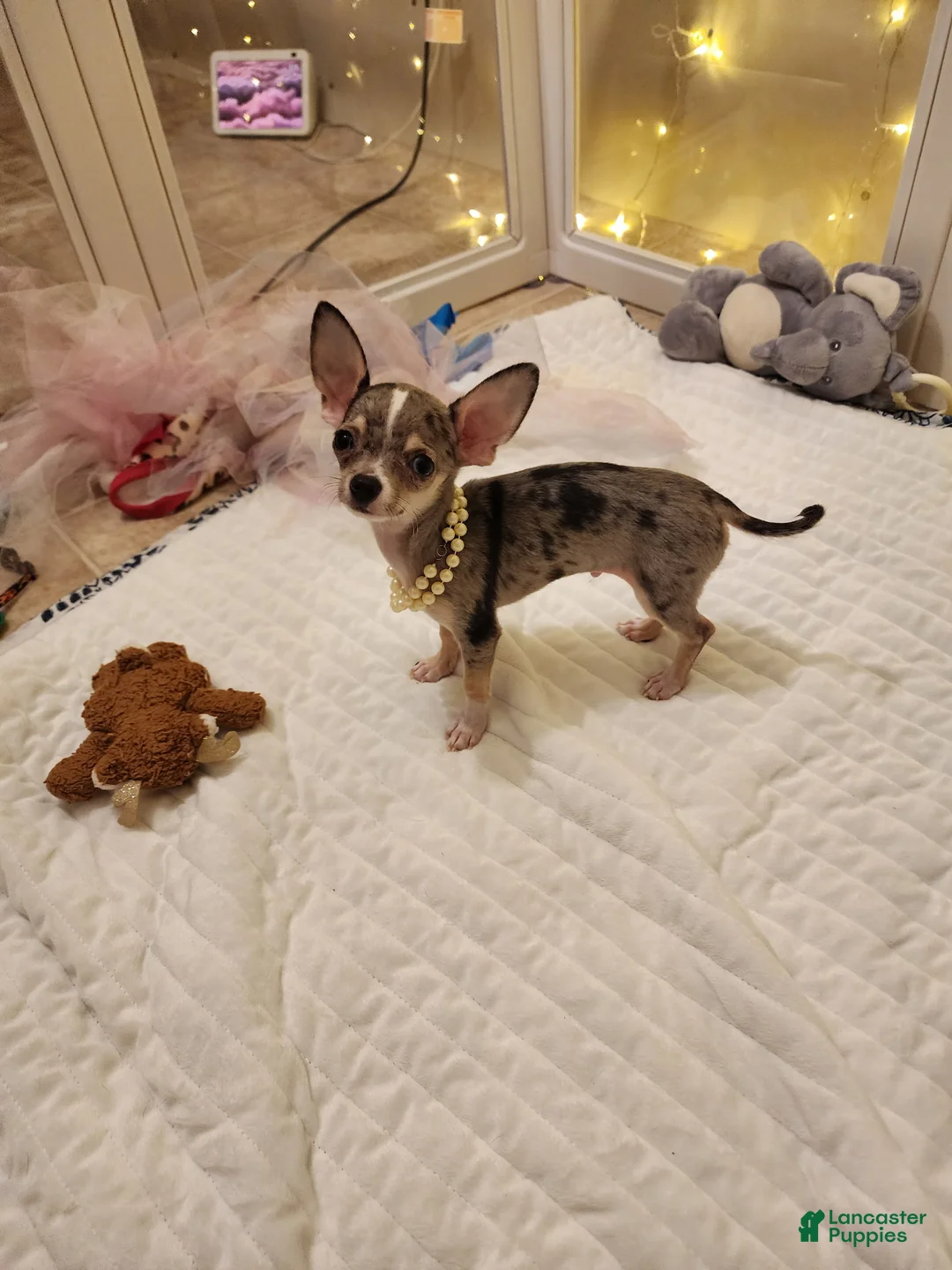 Chihuahua dogs for sale: Toy bentley - Ad 3