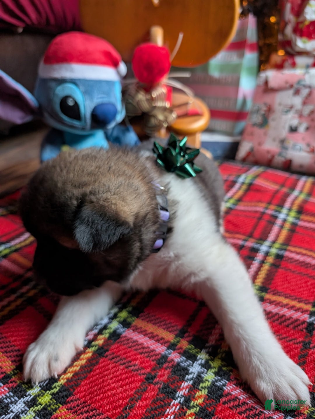 Akita dogs for sale: Akita Puppy 4 - Ad 2