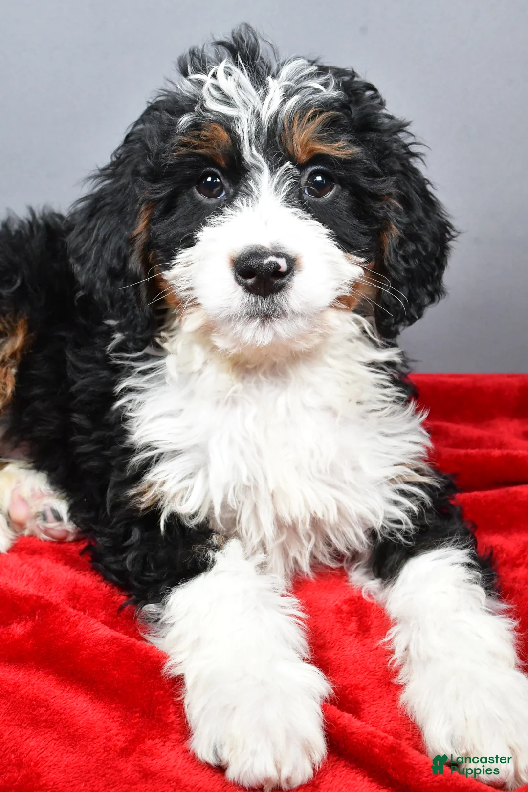 Mini Bernedoodle dogs for sale: Echo - Ad 5