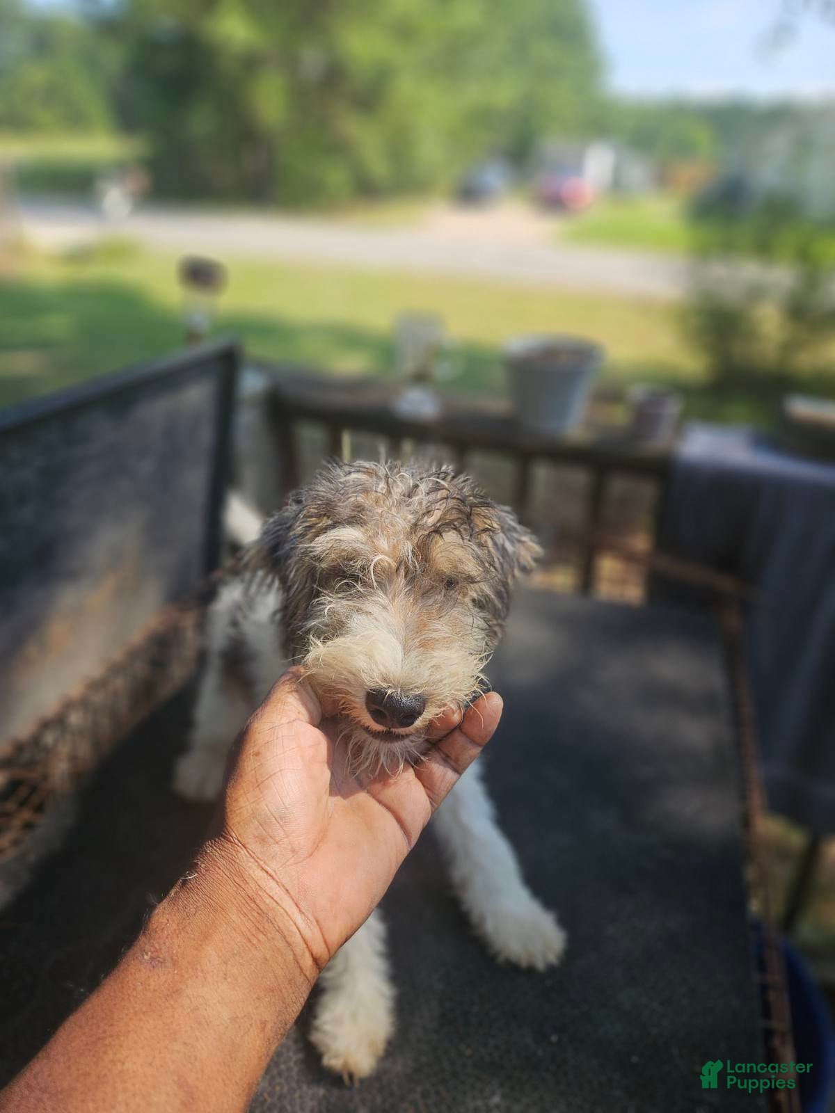 Wire Fox Terrier dogs Wire Fox Terrier Male 2 - Ad 1
