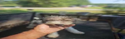 Wire Fox Terrier dogs for sale: Wire Fox Terrier Male 2 - Ad 1
