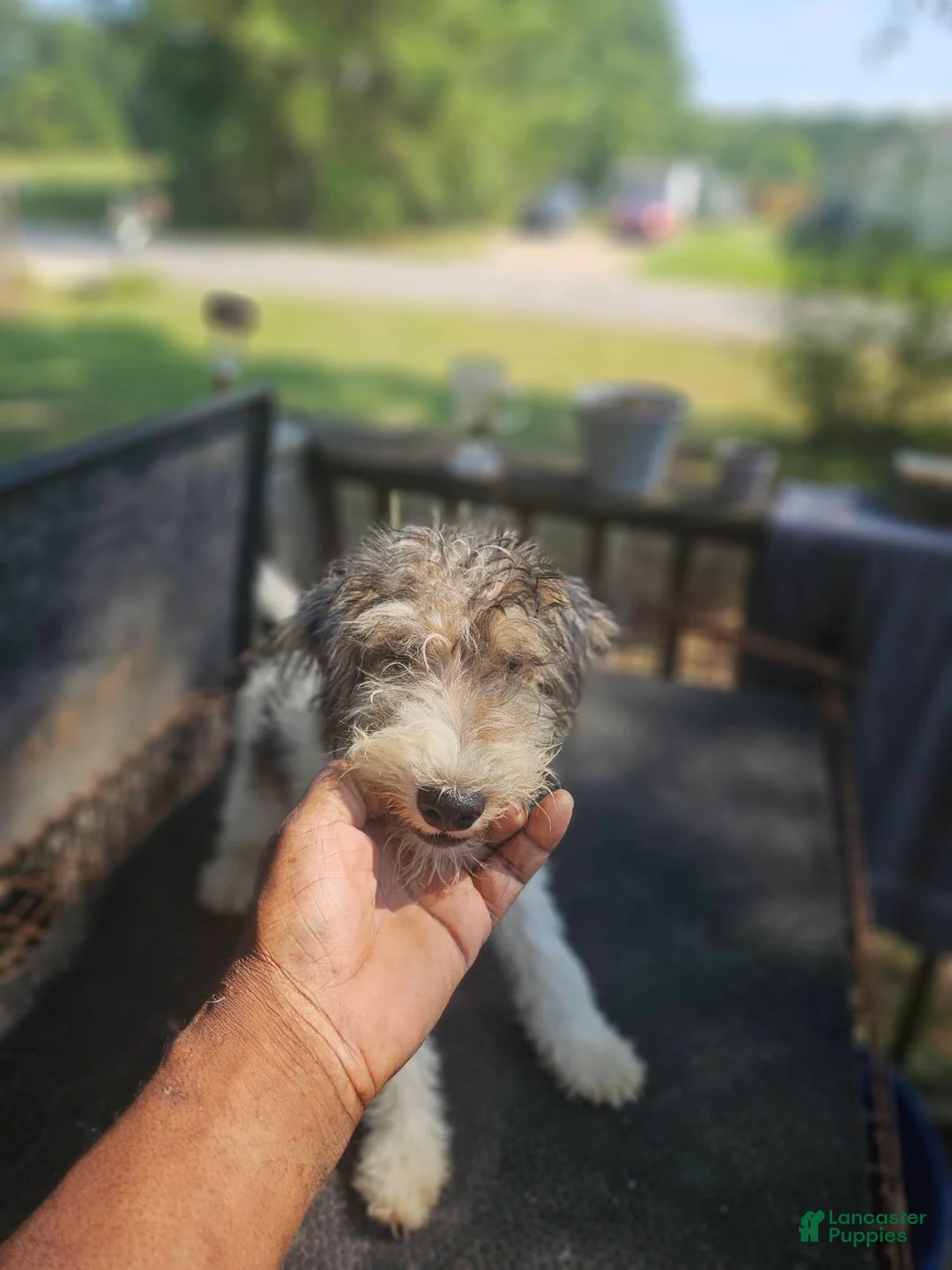 Wire Fox Terrier dogs for sale: Wire Fox Terrier Male 2 - Ad 1