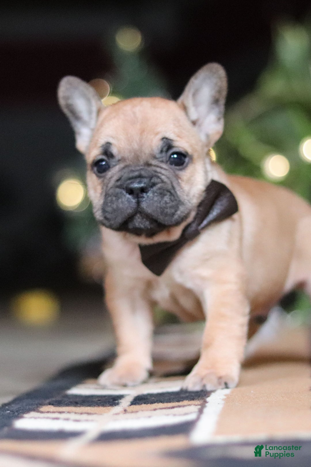 French Bulldog dogs for sale: Casper - Ad 1