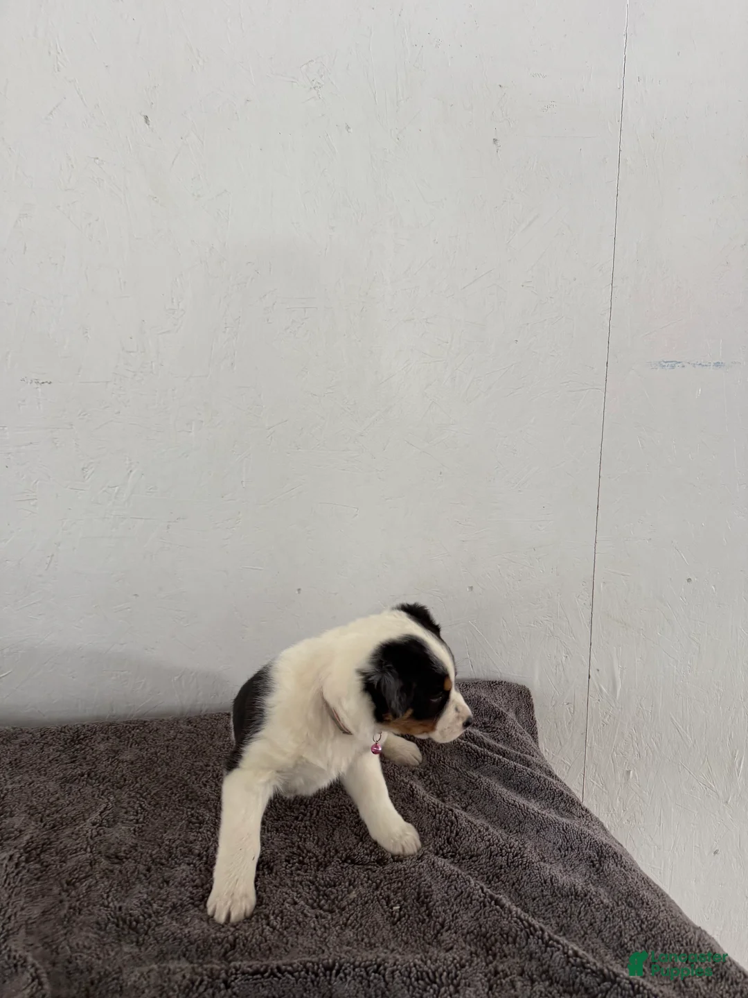 Mixed Breed dogs for sale: Buttercup - Ad 5