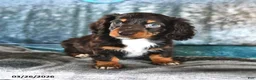 Miniature Dachshund dogs for sale: Betsy - Ad 4