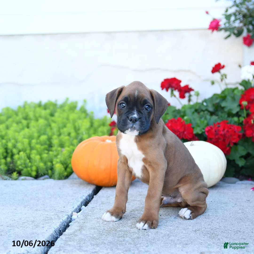Boxer dogs for sale: Milo - Ad 3