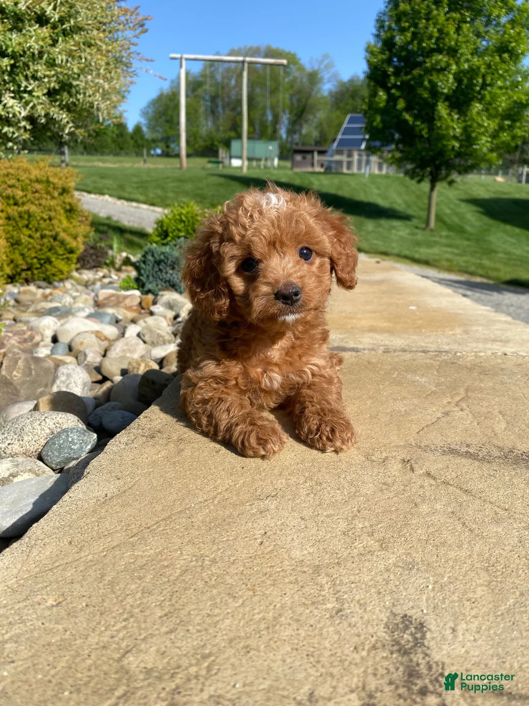 Cavapoo dogs for sale: Layla - Ad 1