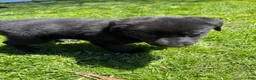 Sheprador dogs for sale: Cocoa - Ad 13