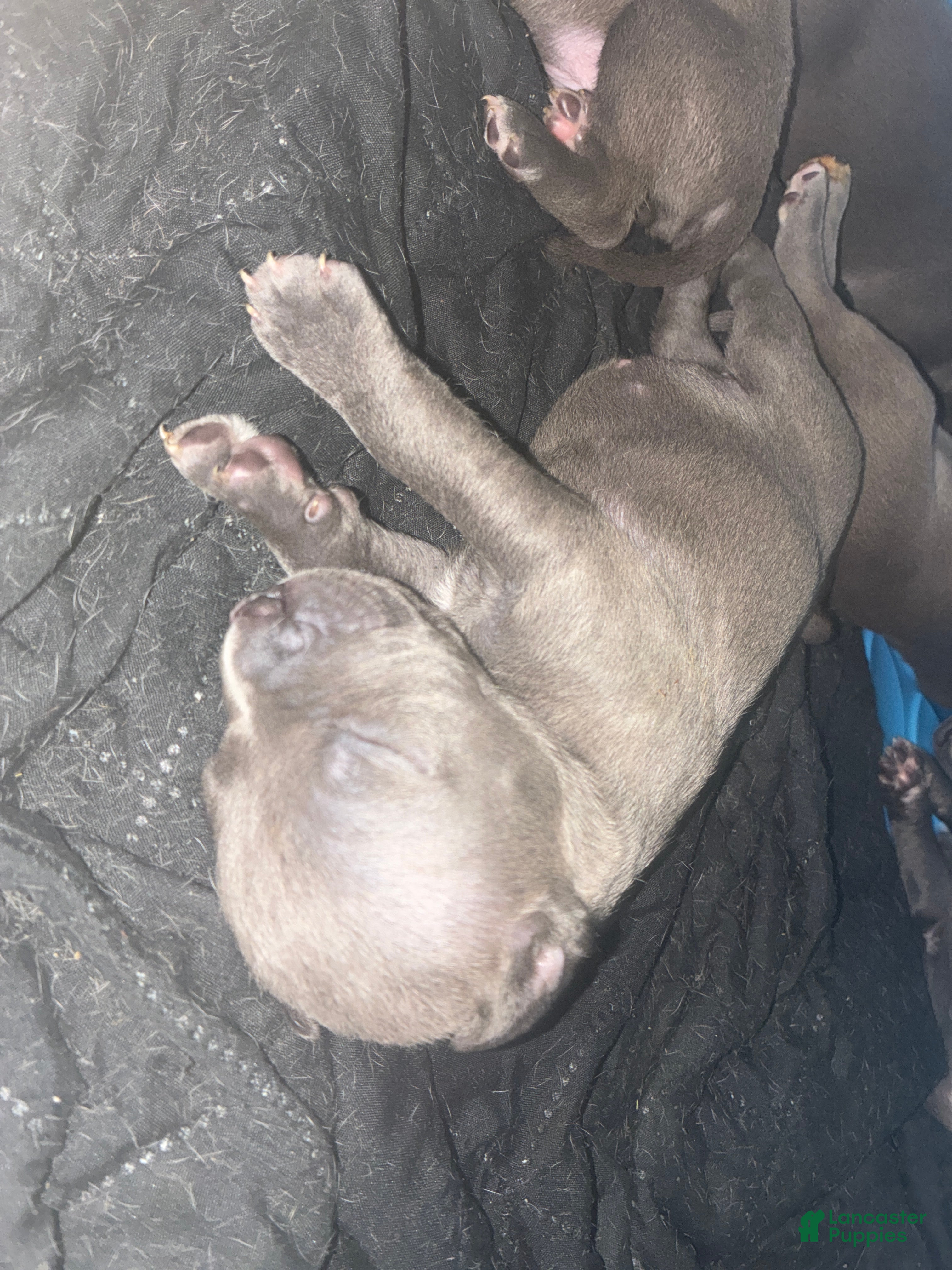 American Bully dogs American Bully Puppy 4 - Ad 31