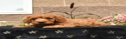Cavapoo dogs for sale: Da Vinci - Ad 4
