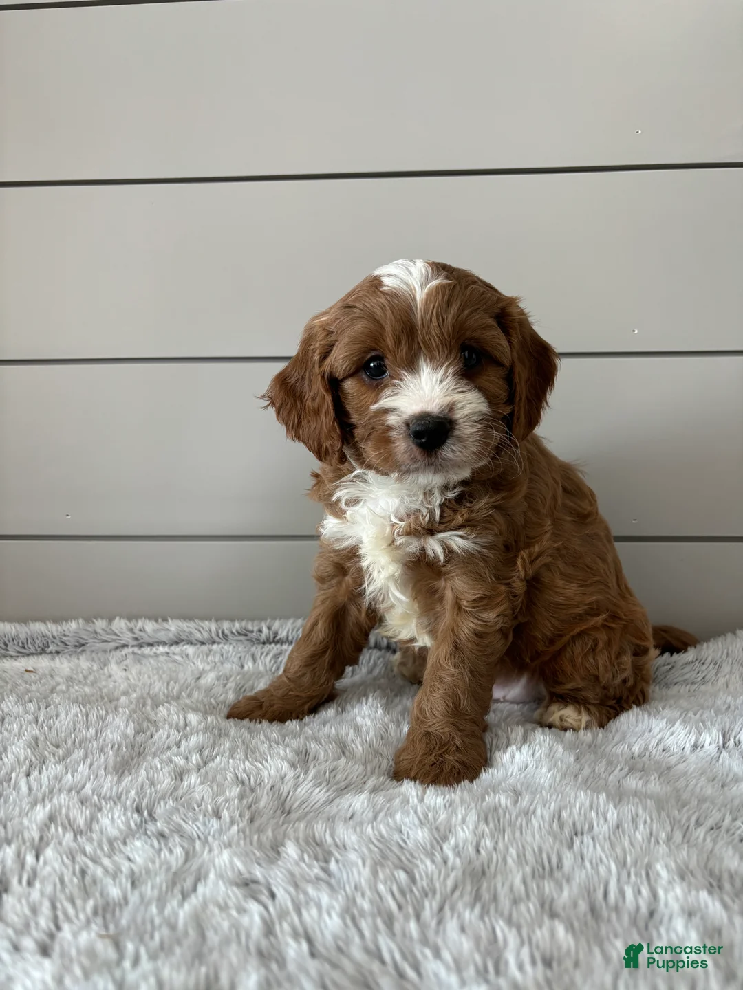 Cavapoo dogs for sale: Oliver  - Ad 6