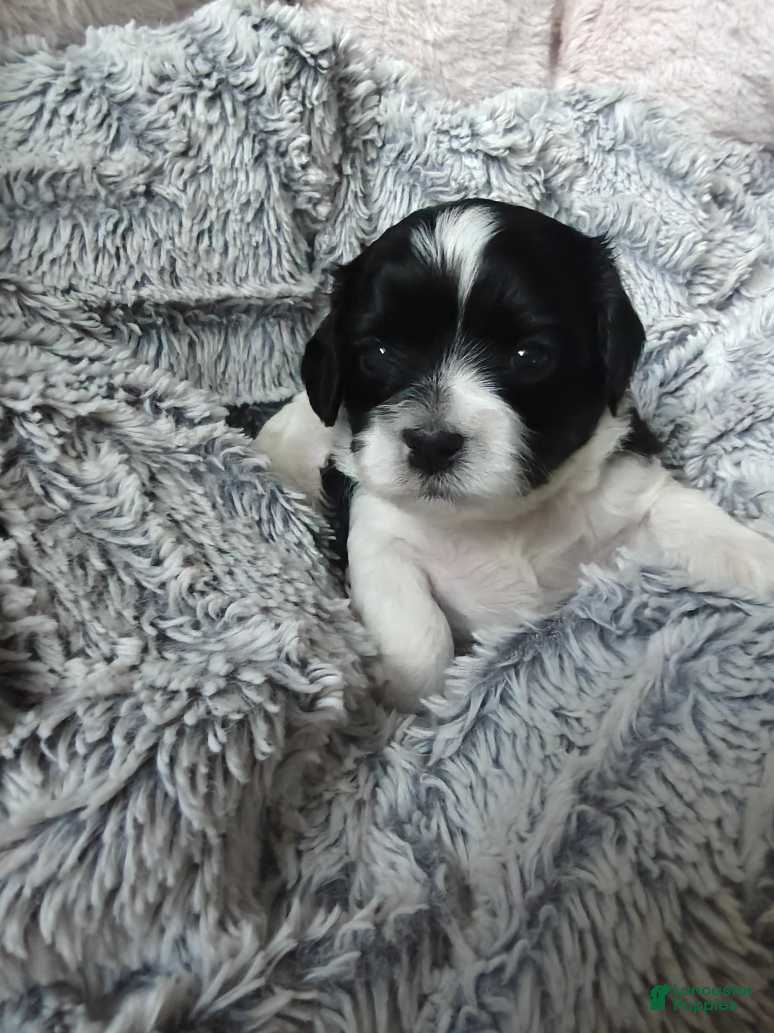 Mixed Breed dogs for sale: Mocha - Ad 3