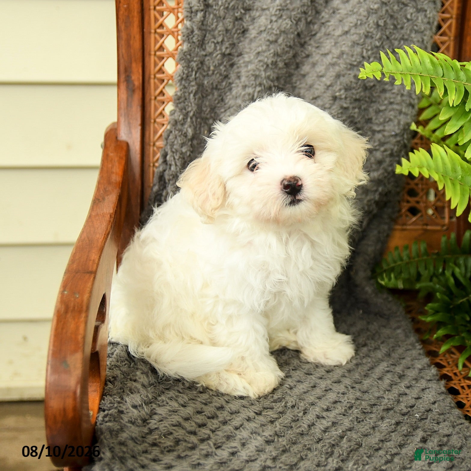 Maltipoo dogs Fifi - Ad 1