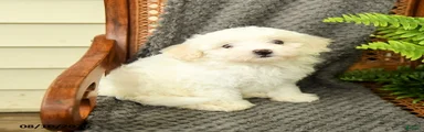 Fifi