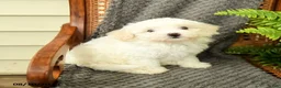 Maltipoo dogs for sale: Fifi - Ad 1
