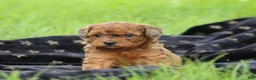 Bichpoo dogs for sale: Niagara - Ad 3