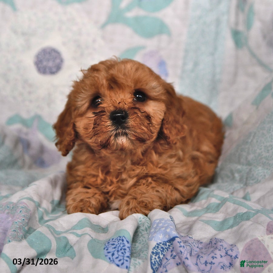 Cavapoo dogs Patriot - Ad 2