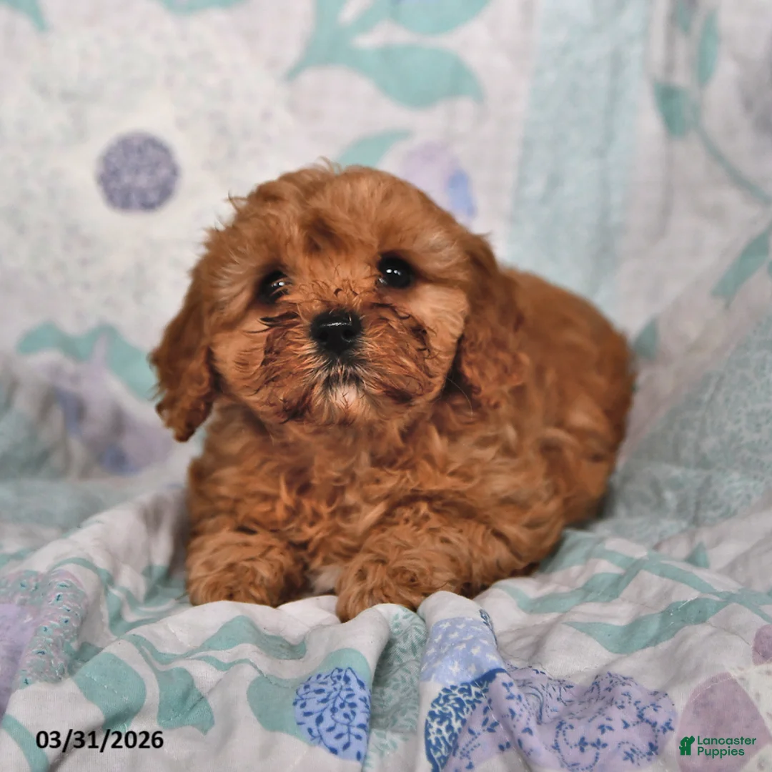 Cavapoo dogs for sale: Patriot - Ad 2