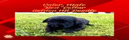Mixed Breed dogs for sale: ⭐ Valor — Red Collar • Male Golden Mountain Doodle - Ad 5