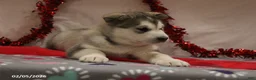 Alaskan Malamute dogs for sale: Arctic - Ad 2