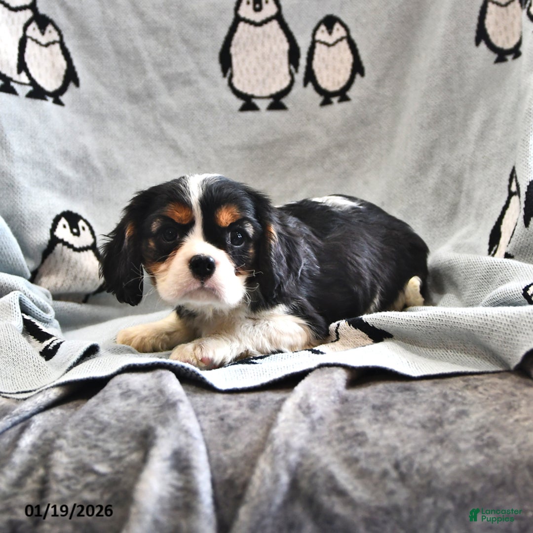 Cavalier King Charles Spaniel dogs for sale: Alex - Ad 4