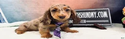 Miniature Dachshund dogs for sale: Champion bred Russian  - Ad 8