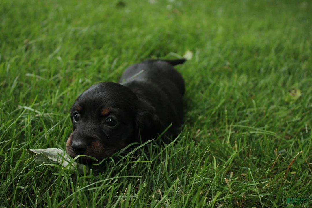 Dachshund dogs for sale: IKE - Ad 2