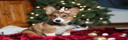 Welsh Corgi Pembroke dogs for sale: Candy - Ad 3